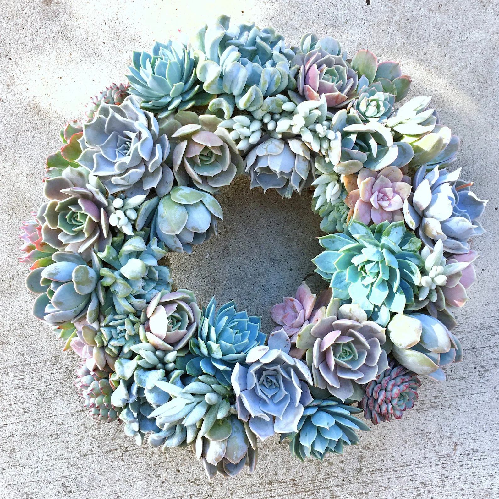 Living Succulent Wreath in Shades of Lavender and Blue